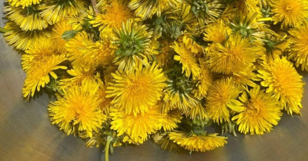 dandelion jelly 1